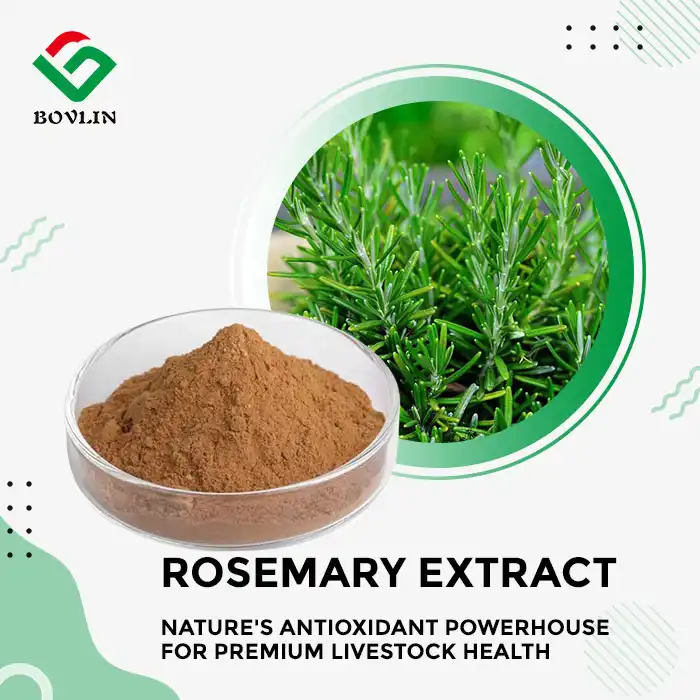 Natural Rosemary Extract